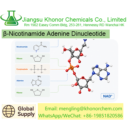 β-Nicotinamide Adenine Dinucleotide | NAD+ Raw Material Supplier | Free COA TDS MSDS Download